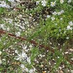 Symphyotrichum ericoides Liść