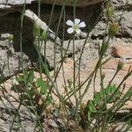 Petrorhagia saxifraga Staniste