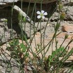 Petrorhagia saxifraga Vekstform