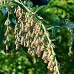Artemisia verlotiorum Kukka