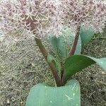 Allium karataviense Floare