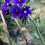 Anchusa officinalis Лист