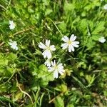 Stellaria palustrisFlower