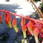 Gasteria disticha Flower