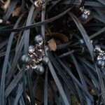 Ophiopogon planiscapus 果實