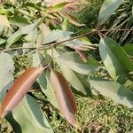 Eucalyptus robusta Leht
