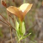 Schultesia guianensis 花