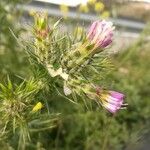 Carduus pycnocephalus Flower