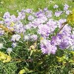 Lomelosia graminifolia 花