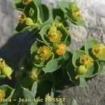 Euphorbia seguieriana Flor