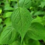 Solidago flexicaulis Blad