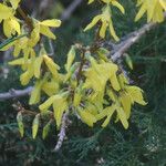 Forsythia viridissimaFlors