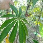 Ceiba pentandra Leaf