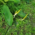 Orontium aquaticum Fruit