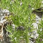 Hippolytia longifolia Blatt