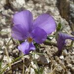 Viola diversifolia फूल