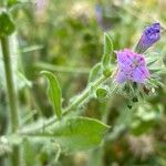 Echium angustifolium Fiore