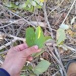 Bauhinia cheilantha Leaf