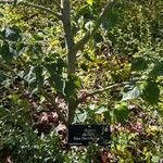 Acer davidii Plante entière
