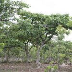 Isoberlinia tomentosa Vivejo