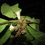 Drymonia macrophylla List