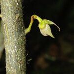 Neostenanthera neurosericea Flower