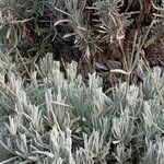 Lavandula latifolia Листок