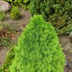 Picea laxaList