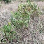 Combretum molle Leaf