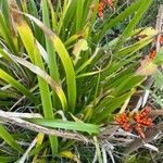 Iris foetidissima Blad