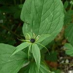 Paris quadrifolia Flor