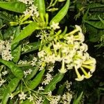 Cestrum nocturnumBlomma