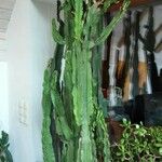 Euphorbia ingens 树皮