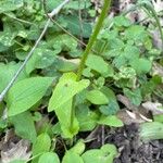 Doronicum plantagineum Folha