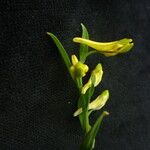 Corydalis pseudojuncea