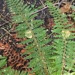 Polystichum setiferum Φύλλο