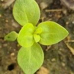 Theligonum cynocrambe Feuille