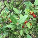 Shepherdia canadensis Leaf