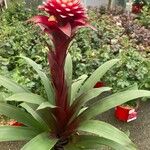 Guzmania monostachia Lapas