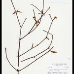 Phoradendron poeppigii
