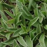 Aster alpinus Feuille