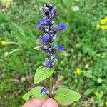 Ajuga reptansFlower