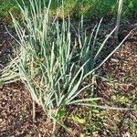 Allium scorodoprasum Leaf