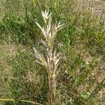 Avenula pubescens Fula