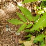 Astilbe japonica Hostoa