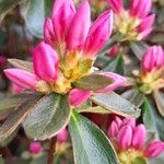 Rhododendron indicum Fiore