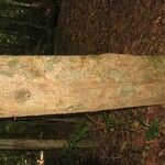 Lecythis idatimon Bark