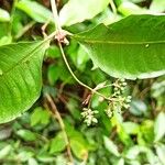 Psychotria schweinfurthii Leaf