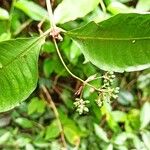 Psychotria schweinfurthii Blatt