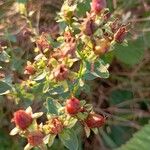 Hypericum maculatumFrukto